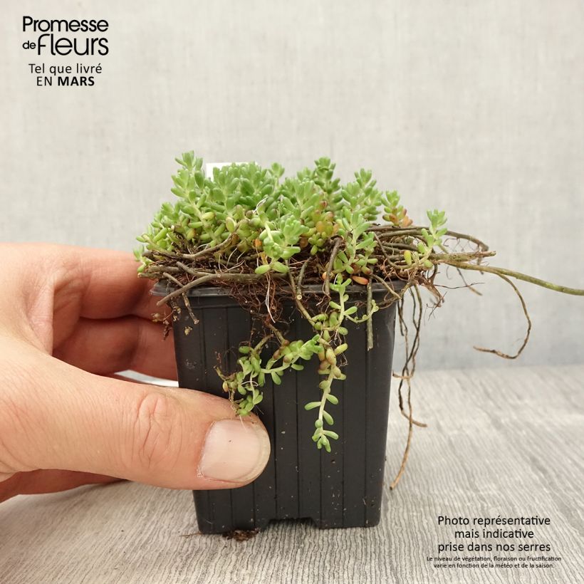 Exemplaar van Sedum album Murale - Wit vetkruid Kweekpotje van 8/9 cm zoals geleverd in de lente