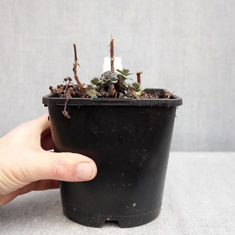 Exemplaar van Sedum telephium Back in Black - Hemelsleutel Pot van 1,5 l/2 l zoals geleverd in de winter