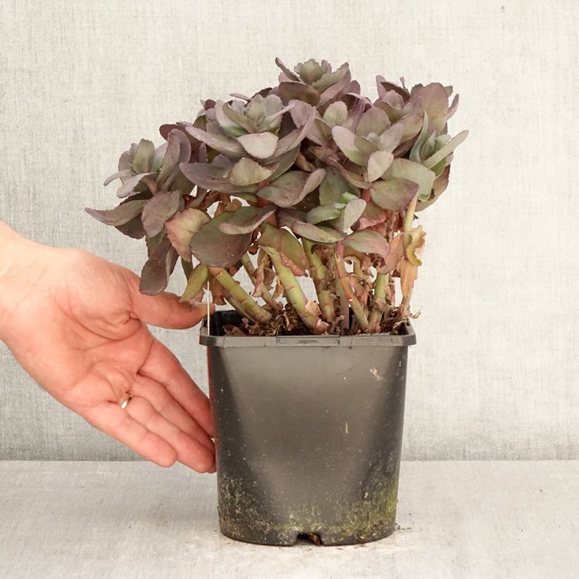Exemplaar van Sedum telephium Back in Black - Hemelsleutel Pot van 1,5 l/2 l zoals geleverd in de lente