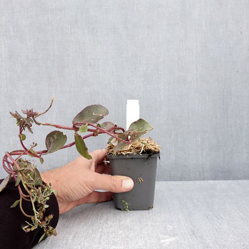 Exemplaar van Sedum Black Knight Kweekpotje van 7/8 cm zoals geleverd in de herfst