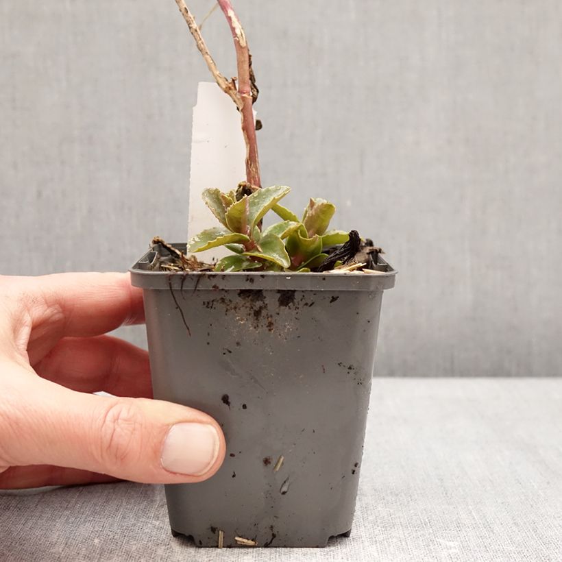 Exemplaar van Sedum Black Knight Kweekpotje van 7/8 cm zoals geleverd in de winter