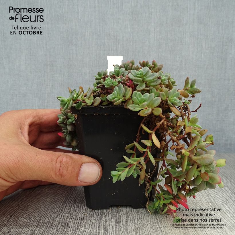 Exemplaar van Sedum cauticola Lidakense - Vetkruid Kweekpotje van 8/9 cm zoals geleverd in de herfst