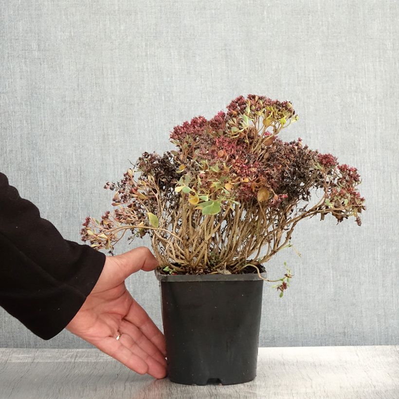 Exemplaar van Sedum cauticola Lidakense - Vetkruid Pot van 1,5 l/2 l zoals geleverd in de herfst