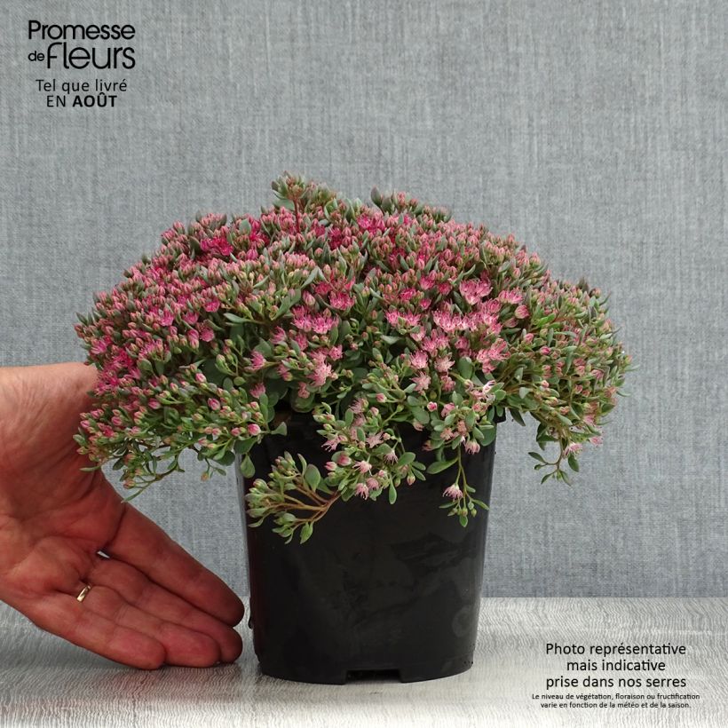 Exemplaar van Sedum cauticola Lidakense - Vetkruid Pot van 1,5 l/2 l zoals geleverd in de zomer
