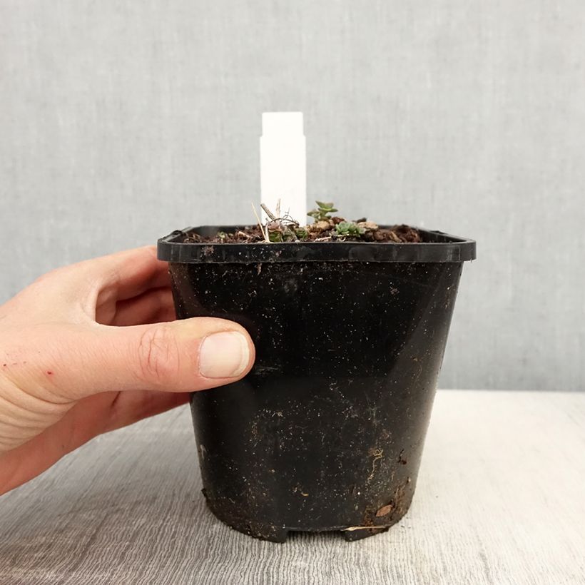 Exemplaar van Sedum cauticola Lidakense - Vetkruid Pot van 1,5 l/2 l zoals geleverd in de lente