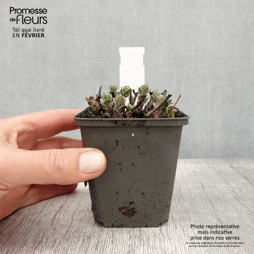 Exemplaar van Sedum cauticola Robustum - Vetkruid Kweekpotje van 8/9 cm zoals geleverd in de winter