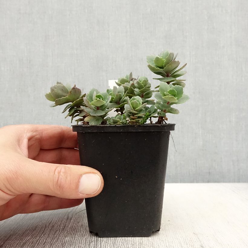 Exemplaar van Sedum cauticola Robustum - Vetkruid Kweekpotje van 8/9 cm zoals geleverd in de lente