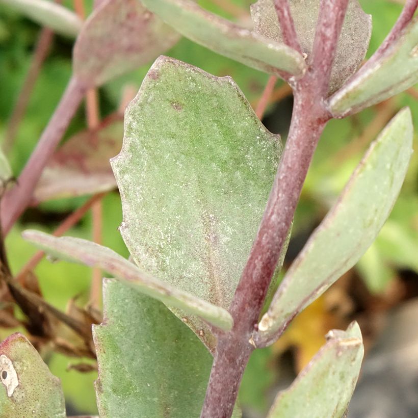 Sedum cauticola Robustum - Vetkruid (Blad)