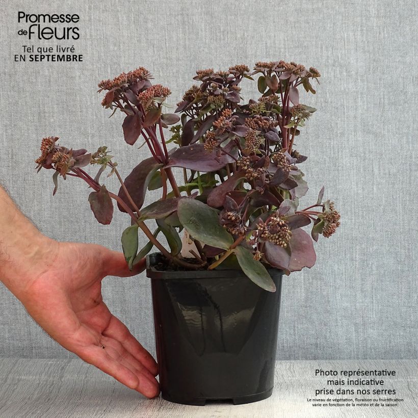 Exemplaar van Sedum telephium Chocolate Cherry - Hemelsleutel Pot van 2 l/3 l zoals geleverd in de zomer
