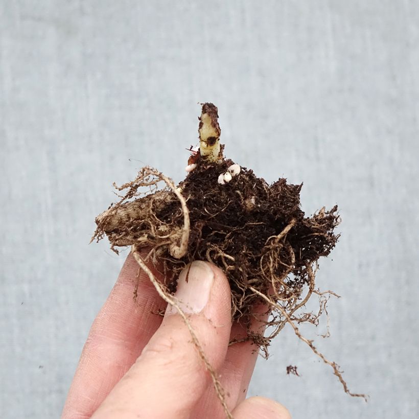 Exemplaar van Sedum telephium Chocolate Cherry - Hemelsleutel Naakte wortel zoals geleverd in de winter