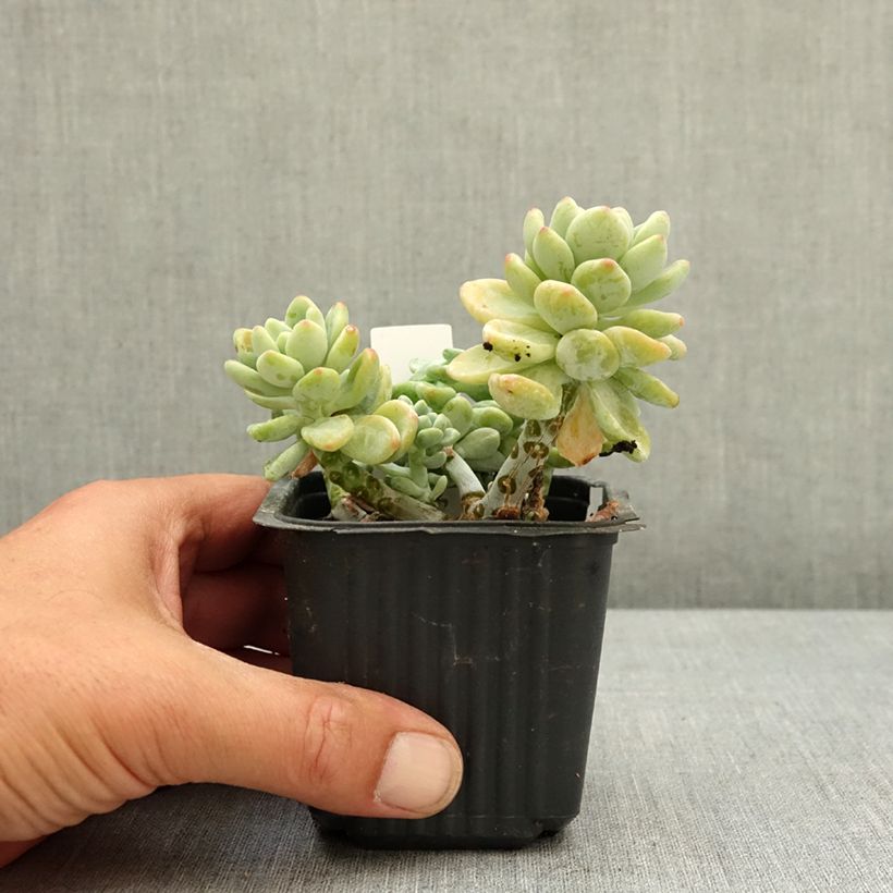Exemplaar van Sedum clavatum - Vetkruid Kweekpotje van 8/9 cm zoals geleverd in de lente
