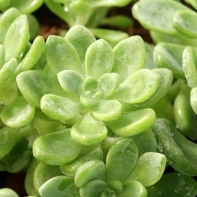 Sedum clavatum - Vetkruid (Blad)