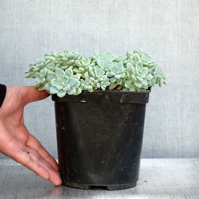Exemplaar van Sedum clavatum - Orpin mexicain Pot de 3L/4L zoals geleverd in de herfst