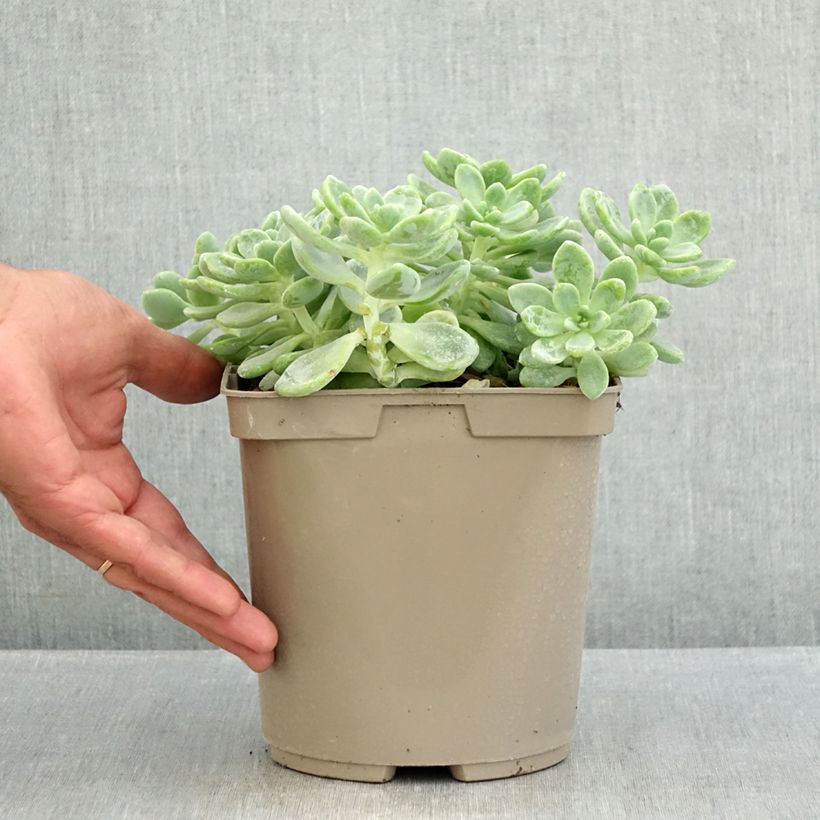Exemplaar van Sedum clavatum - Vetkruid Pot van 3 l/4 l zoals geleverd in de zomer