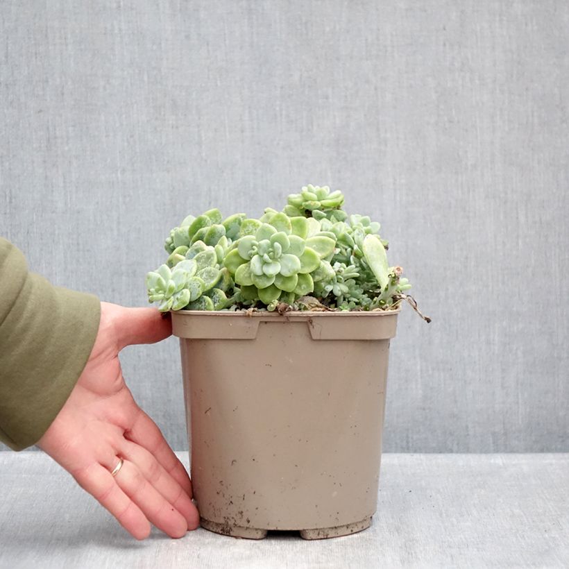 Exemplaar van Sedum clavatum - Vetkruid Pot van 3 l/4 l zoals geleverd in de winter