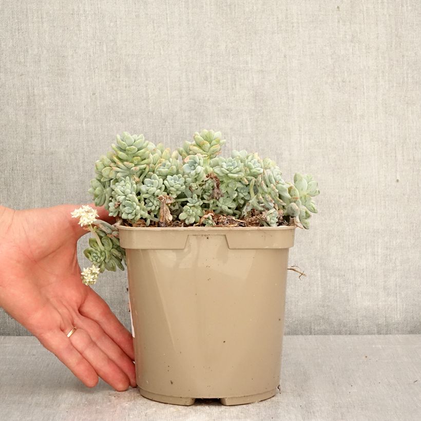 Exemplaar van Sedum clavatum - Vetkruid Pot van 3 l/4 l zoals geleverd in de lente