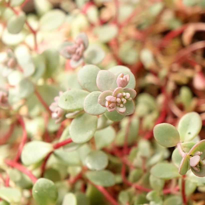 Sedum cyaneum Rosenteppich - Vetkruid (Blad)
