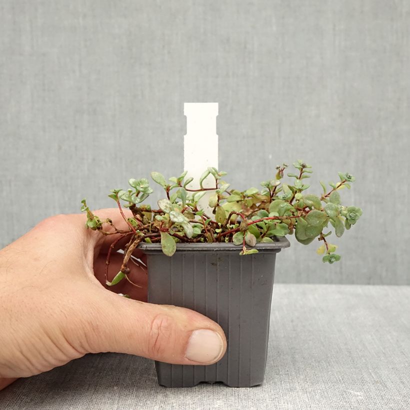 Exemplaar van Sedum cyaneum Rosenteppich - Vetkruid Kweekpotje van 8/9 cm zoals geleverd in de herfst