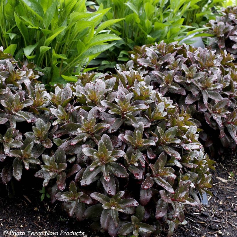 Sedum Dark Magic - Hemelsleutel (Blad)