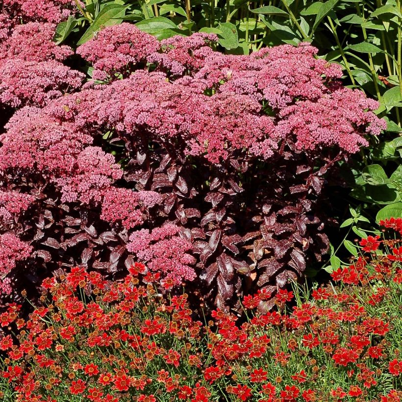 Sedum Dark Magic - Hemelsleutel (Groeiplaats)