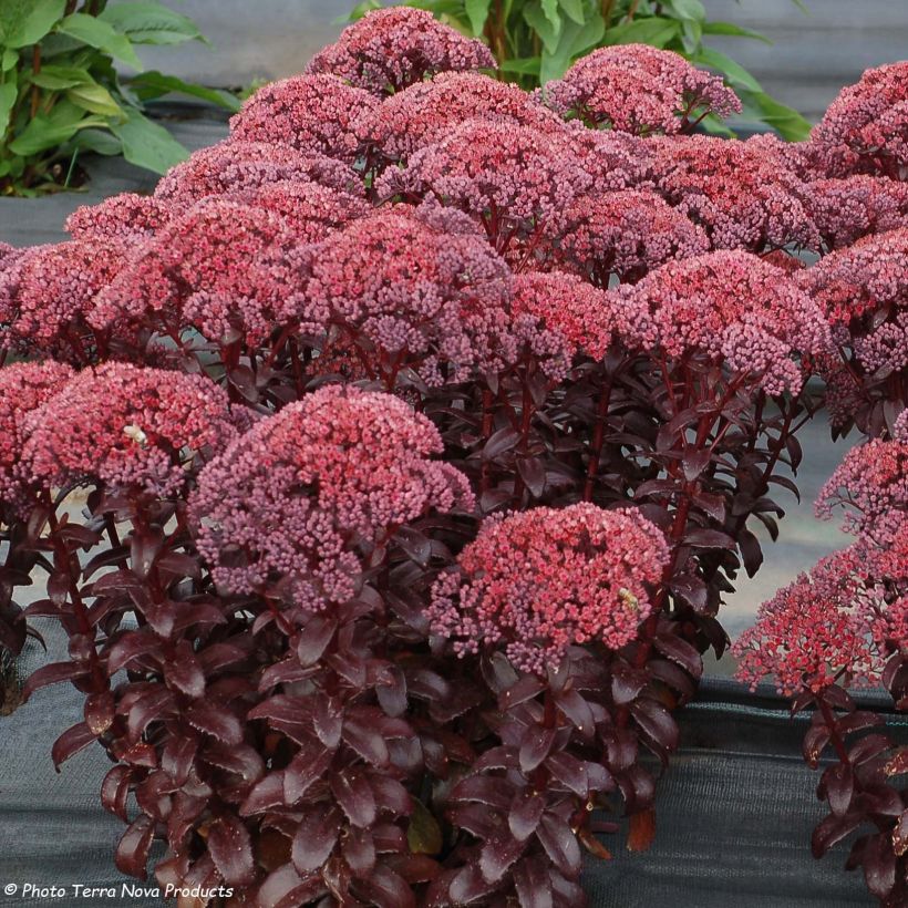 Sedum Dark Magic - Hemelsleutel (Bloei)