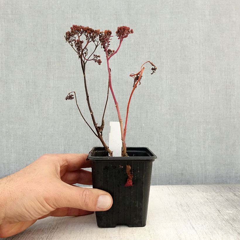 Exemplaar van Sedum Dark Magic - Hemelsleutel Kweekpotje van 8/9 cm zoals geleverd in de herfst