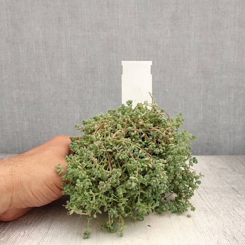 Exemplaar van Sedum dasyphyllum - Dik vetkruid Kweekpotje van 8/9 cm zoals geleverd in de zomer