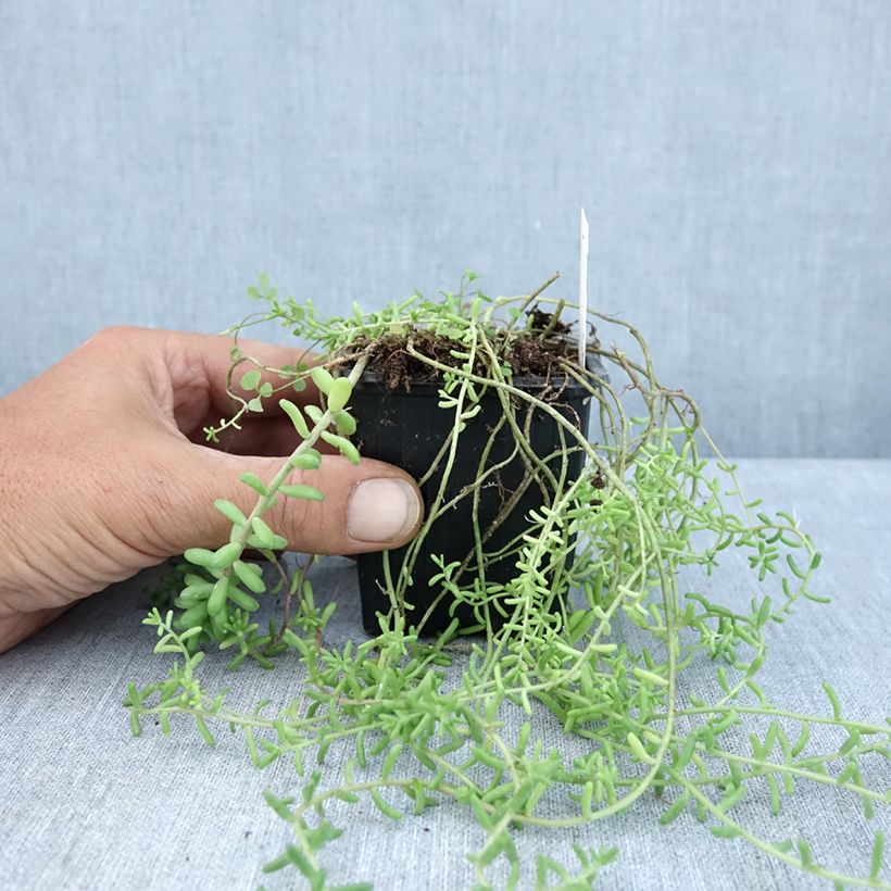 Exemplaar van Sedum divergens - Vetkruid Kweekpotje van 8/9 cm zoals geleverd in de zomer