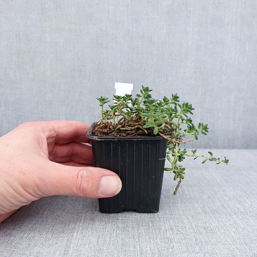 Exemplaar van Sedum divergens - Orpin étalé ou divergent Godet de 8/9 cm zoals geleverd in de winter