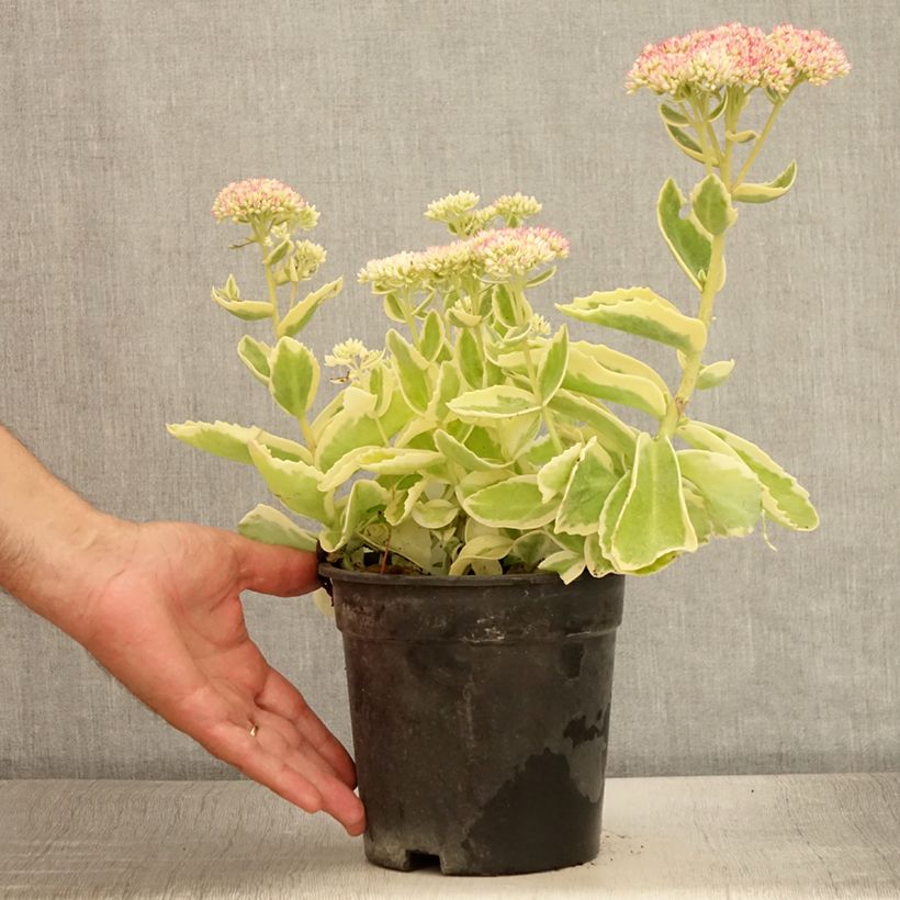 Exemplaar van Sedum spectabile Frosted Fire - Hemelsleutel Pot van 2 l/3 l zoals geleverd in de zomer