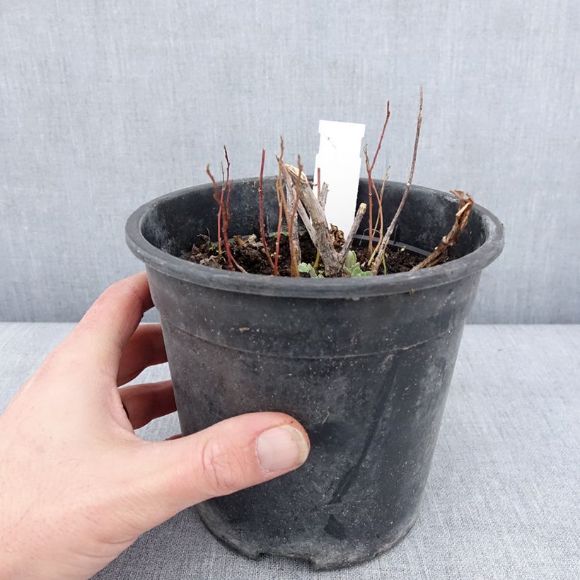 Exemplaar van Sedum spectabile Frosted Fire - Hemelsleutel Pot van 2 l/3 l zoals geleverd in de winter