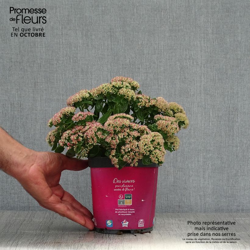 Exemplaar van Sedum Herbstfreude - Hemelsleutel Pot van 2 l/3 l zoals geleverd in de herfst