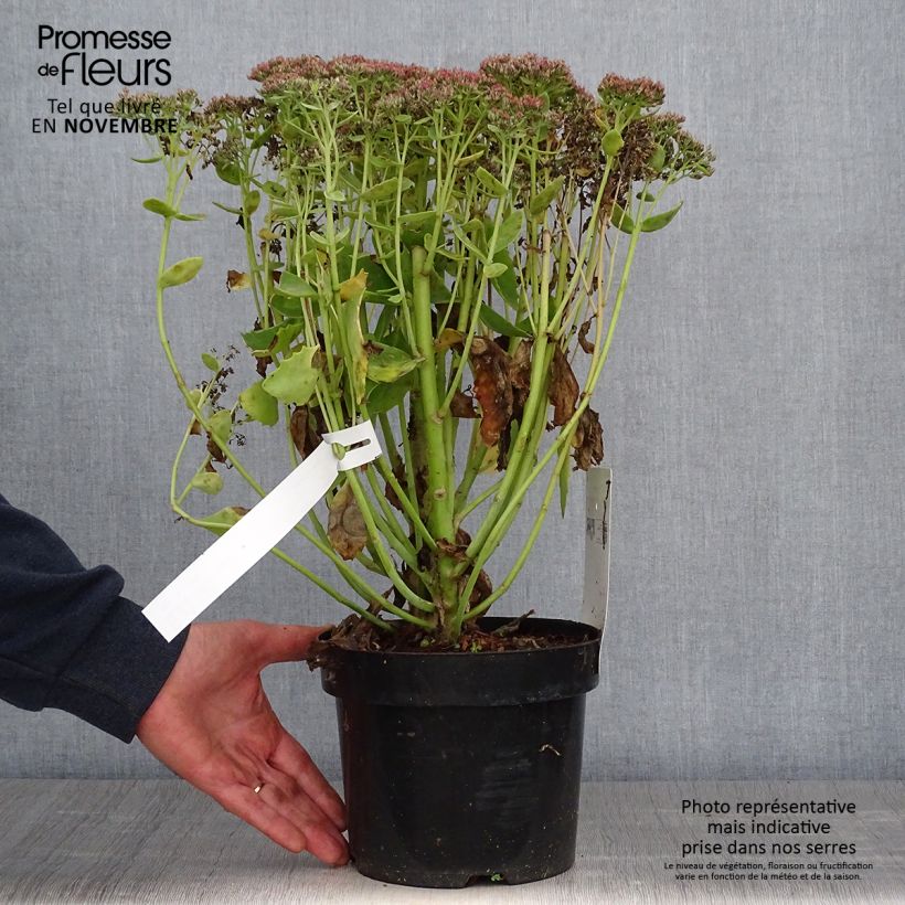 Exemplaar van Sedum Herbstfreude - Hemelsleutel Pot van 3 l/4 l zoals geleverd in de herfst
