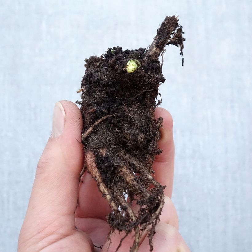 Exemplaar van Sedum Herbstfreude - Hemelsleutel Naakte wortel zoals geleverd in de winter