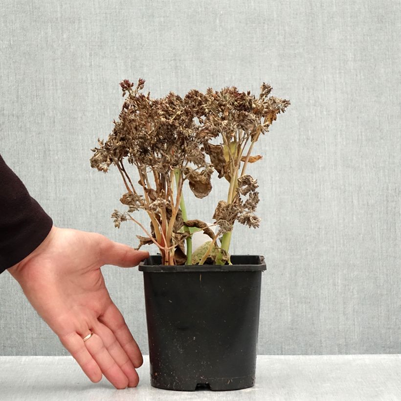 Exemplaar van Hylotelephium Class Act - Hemelsleutel Pot van 1,5 l/2 l zoals geleverd in de herfst