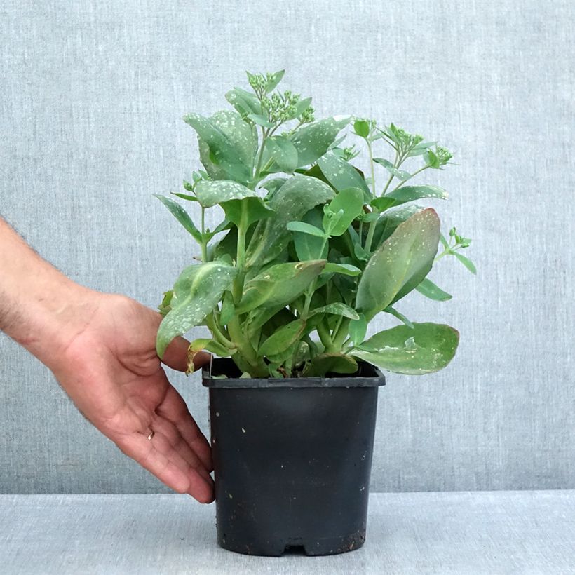 Exemplaar van Hylotelephium Class Act - Hemelsleutel Pot van 1,5 l/2 l zoals geleverd in de zomer