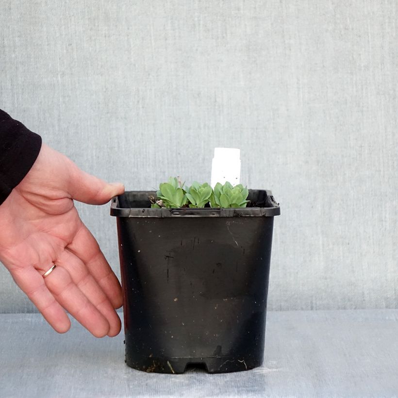 Exemplaar van Hylotelephium Class Act - Hemelsleutel Pot van 1,5 l/2 l zoals geleverd in de winter