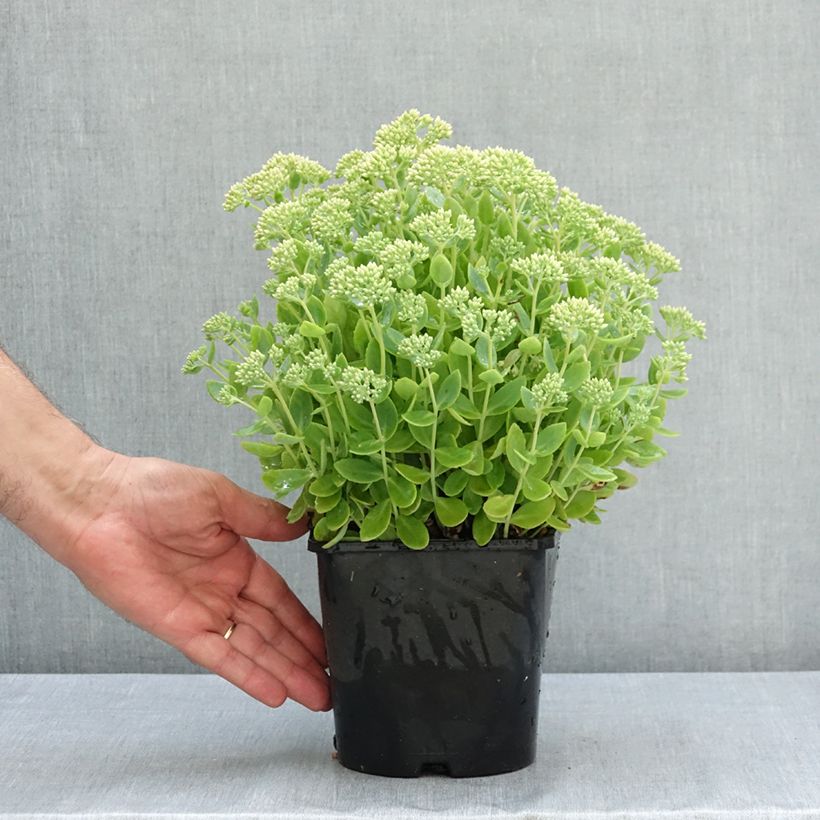 Exemplaar van Sedum telephium Thunderhead - Hemelsleutel Pot van 2 l/3 l zoals geleverd in de zomer