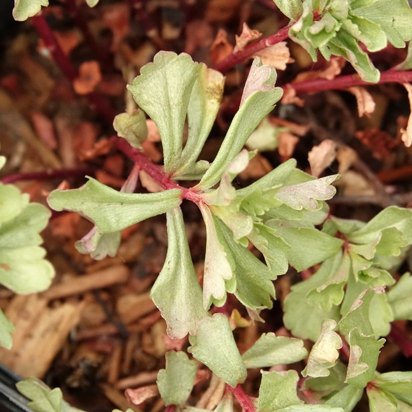 Sedum kamtschaticum - Kamtsjatka-muurpeper (Blad)
