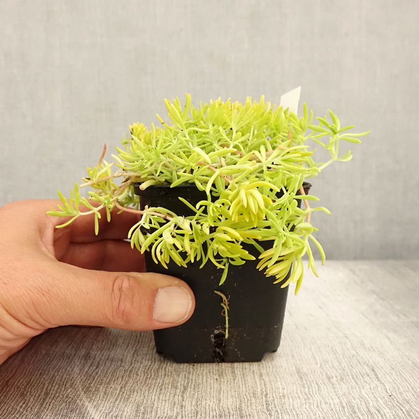 Exemplaar van Sedum Lemon Ball - Hemelsleutel Kweekpotje van 8/9 cm zoals geleverd in de zomer
