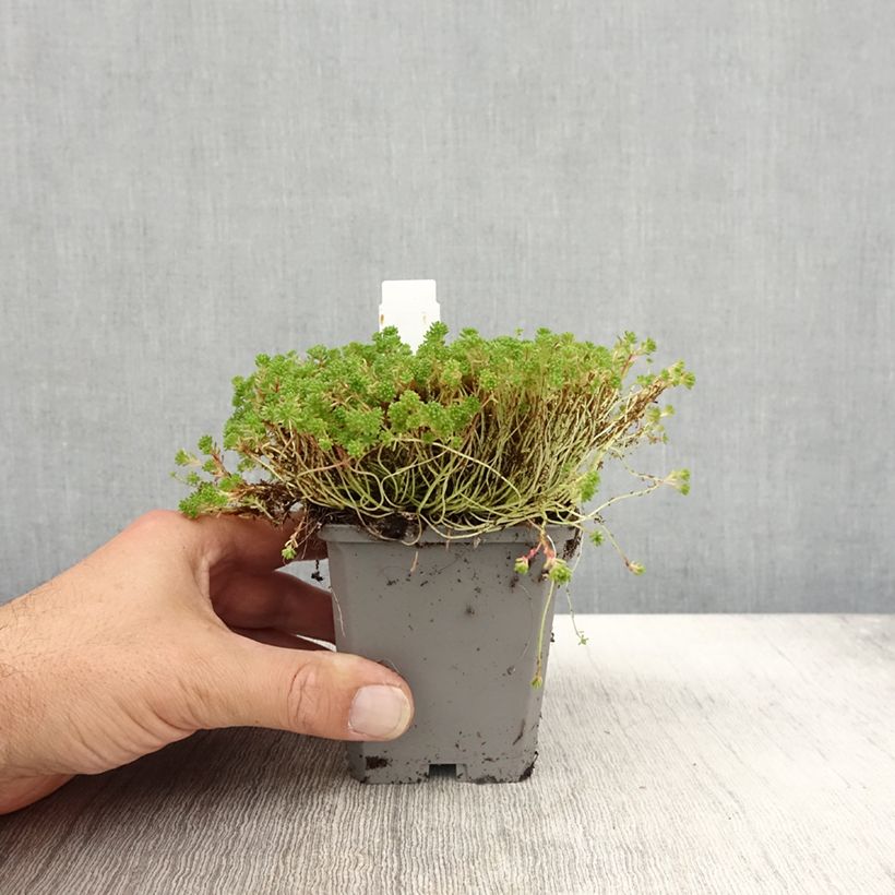 Exemplaar van Sedum lydium Glaucum - Vetkruid Kweekpotje van 8/9 cm zoals geleverd in de herfst