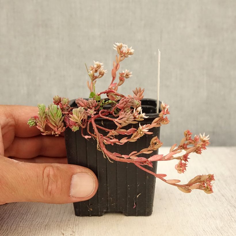 Exemplaar van Sedum lydium Glaucum - Vetkruid Kweekpotje van 8/9 cm zoals geleverd in de zomer