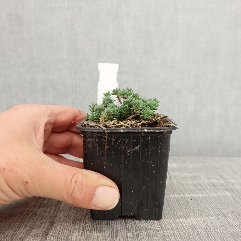 Exemplaar van Sedum lydium Glaucum - Vetkruid Kweekpotje van 8/9 cm zoals geleverd in de lente
