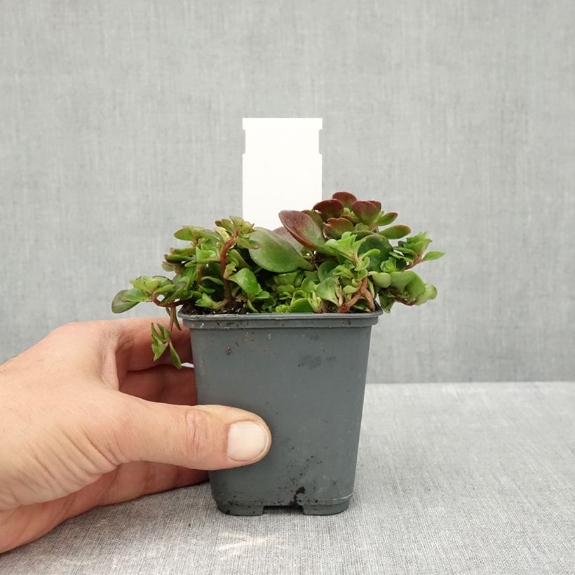 Exemplaar van Sedum makinoi Lime - Vetkruid Kweekpotje van 7/8 cm zoals geleverd in de herfst