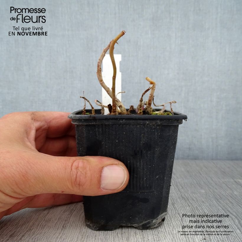 Exemplaar van Sedum Marina - Orpin Godet de 8/9 cm zoals geleverd in de herfst