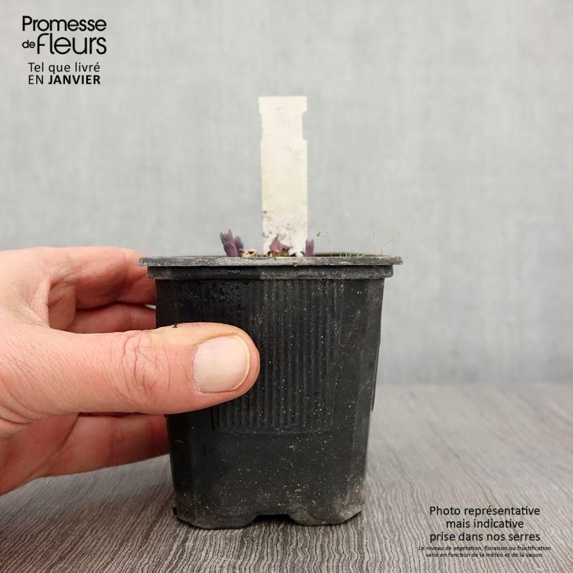 Exemplaar van Sedum telephium Marina - Hemelsleutel Kweekpotje van 8/9 cm zoals geleverd in de winter