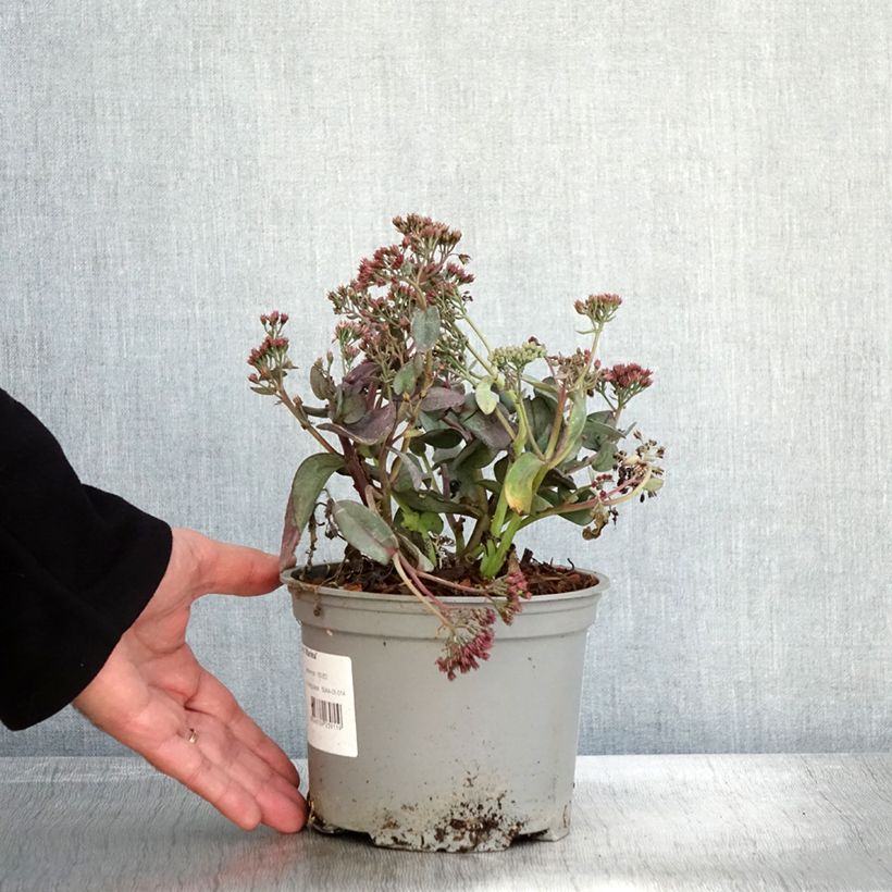 Exemplaar van Sedum telephium Marina - Hemelsleutel Pot van 2 l/3 l zoals geleverd in de herfst