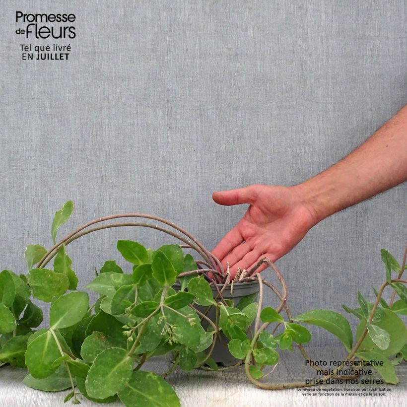 Exemplaar van Sedum telephium Marina - Hemelsleutel Pot van 2 l/3 l zoals geleverd in de zomer