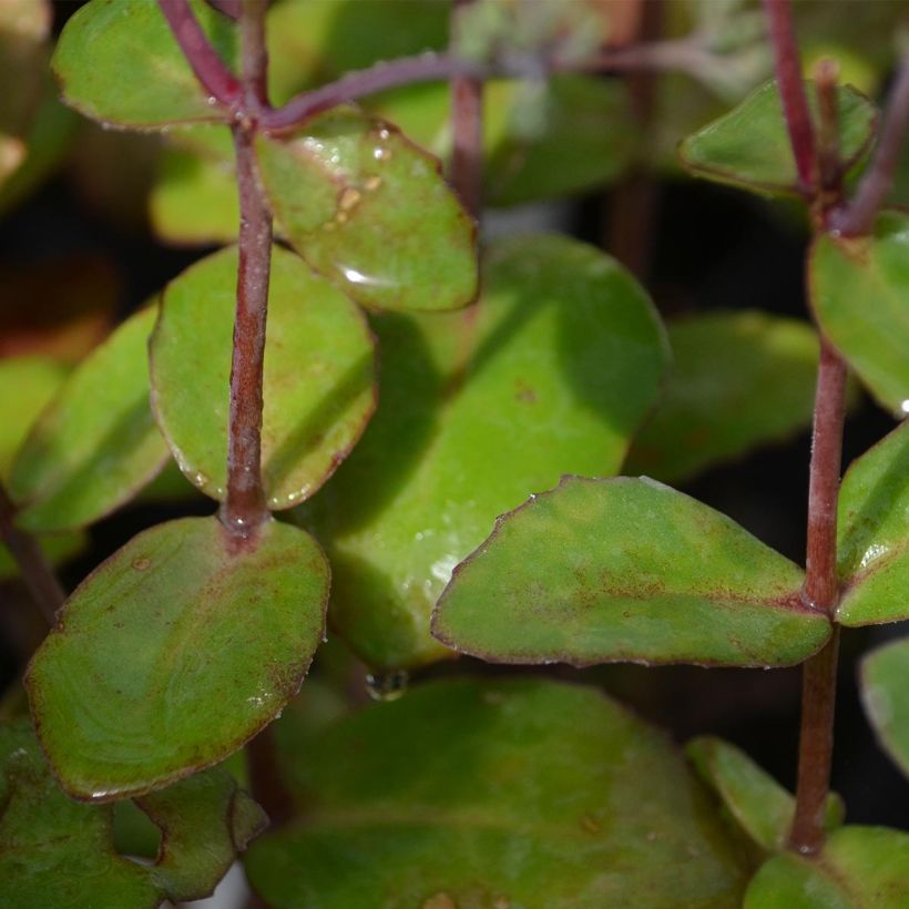 Sedum Matrona - Hemelsleutel (Blad)