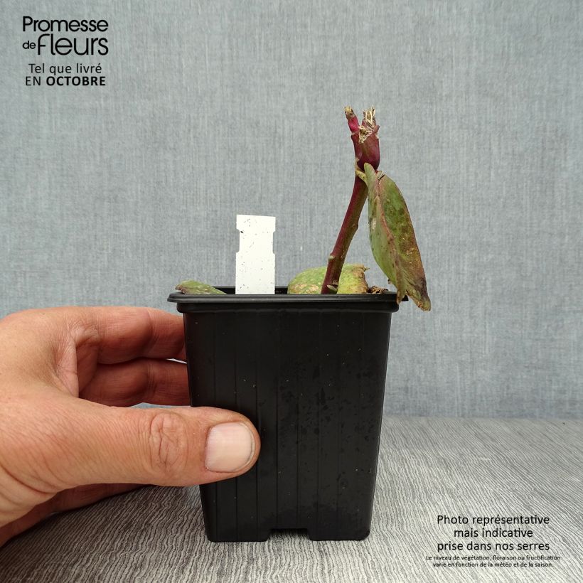 Exemplaar van Sedum Matrona - Hemelsleutel Kweekpotje van 8/9 cm zoals geleverd in de herfst